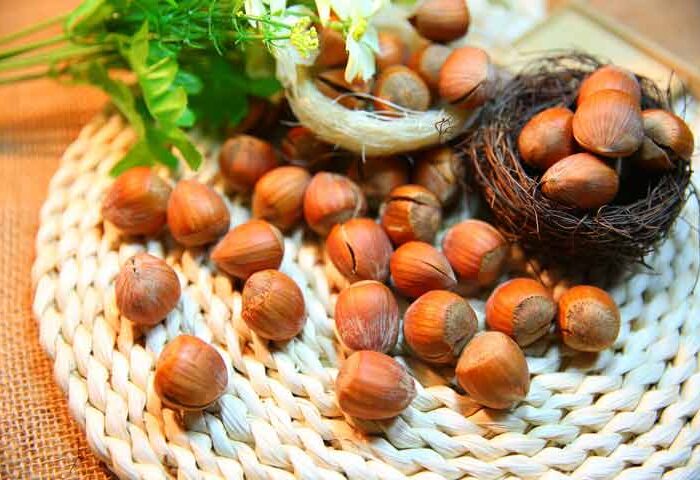 چرا فندق خام برای شما مفید است؟ ۱۲ خاصیت تغذیه‌ای و درمانی این مغز خوشمزه