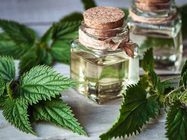 بررسی خواص دارویی و احتیاطات در مصرف گزنه