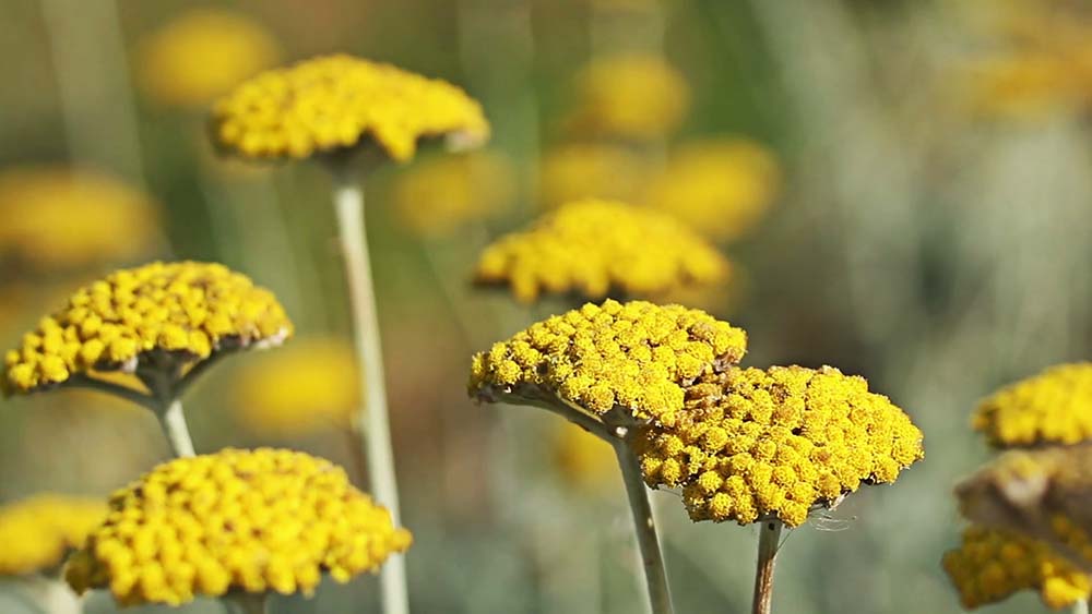 کاربردهای بومادران در طب سنتی در خواص بی نطیر این گیاه