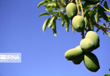 🍊 برداشت انبه از باغ‌های میناب؛ توسعه اقتصادی و صادراتی
