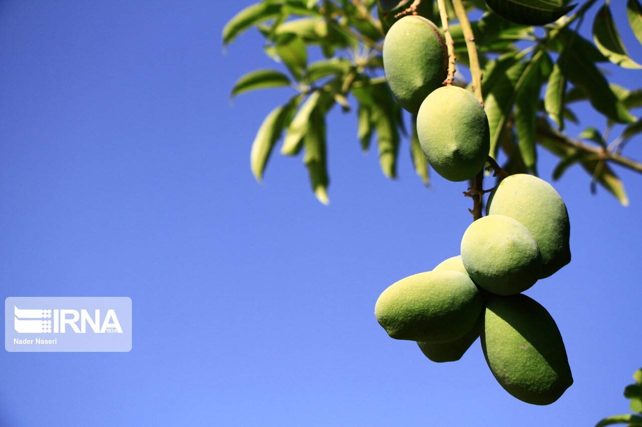 🍊 برداشت انبه از باغهای میناب؛ توسعه اقتصادی و صادراتی