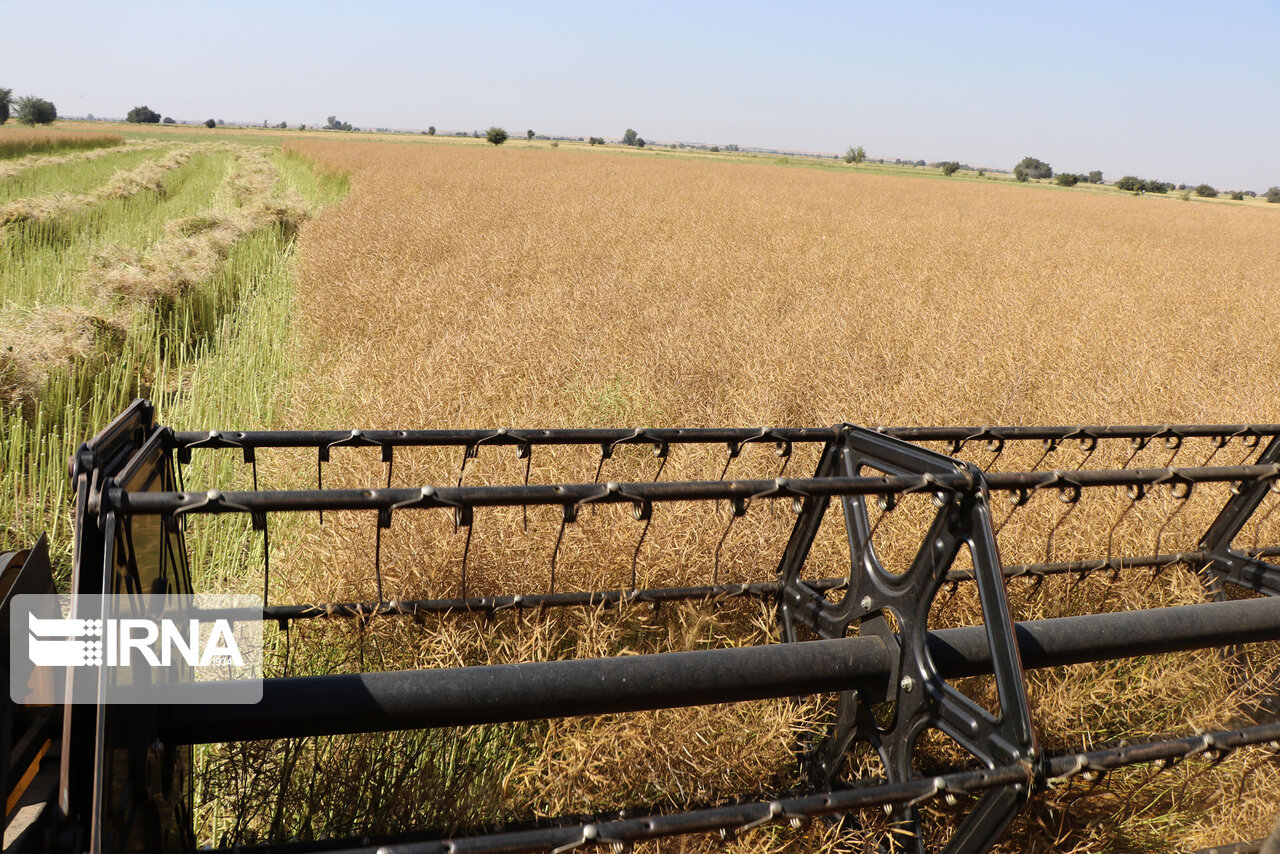 🌾 فصل درخشش کلزا در گلستان؛ گامی مهم به‌سوی خودکفایی در تولید روغن