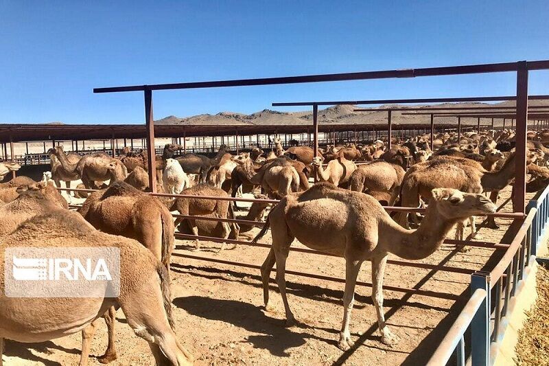 پرورش شتر در سیستان و بلوچستان: راهی نوین برای توسعه اقتصادی و اشتغال پایدار