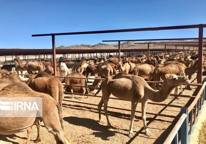 پرورش شتر در سیستان و بلوچستان: راهی نوین برای توسعه اقتصادی و اشتغال پایدار