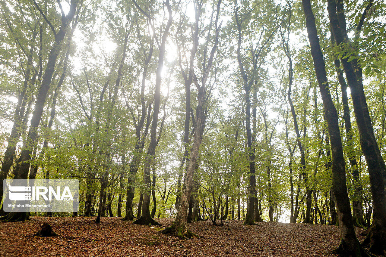 اجرای طرح مراقبت از جنگلها در خراسانشمالی با هدف احیا و حفاظت