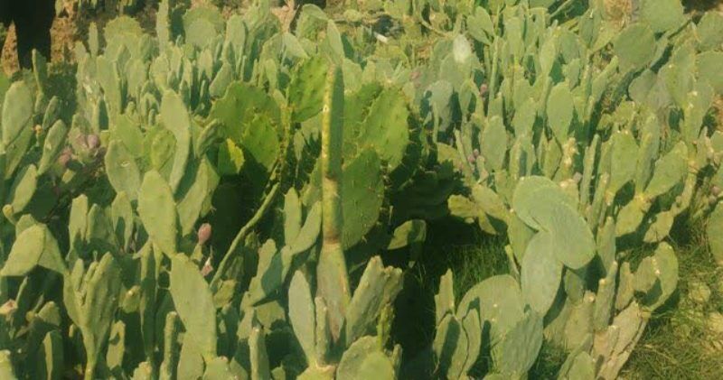 🌵 کاشت ۱۲ هزار کاکتوس در اراضی موقوفه جم بوشهر