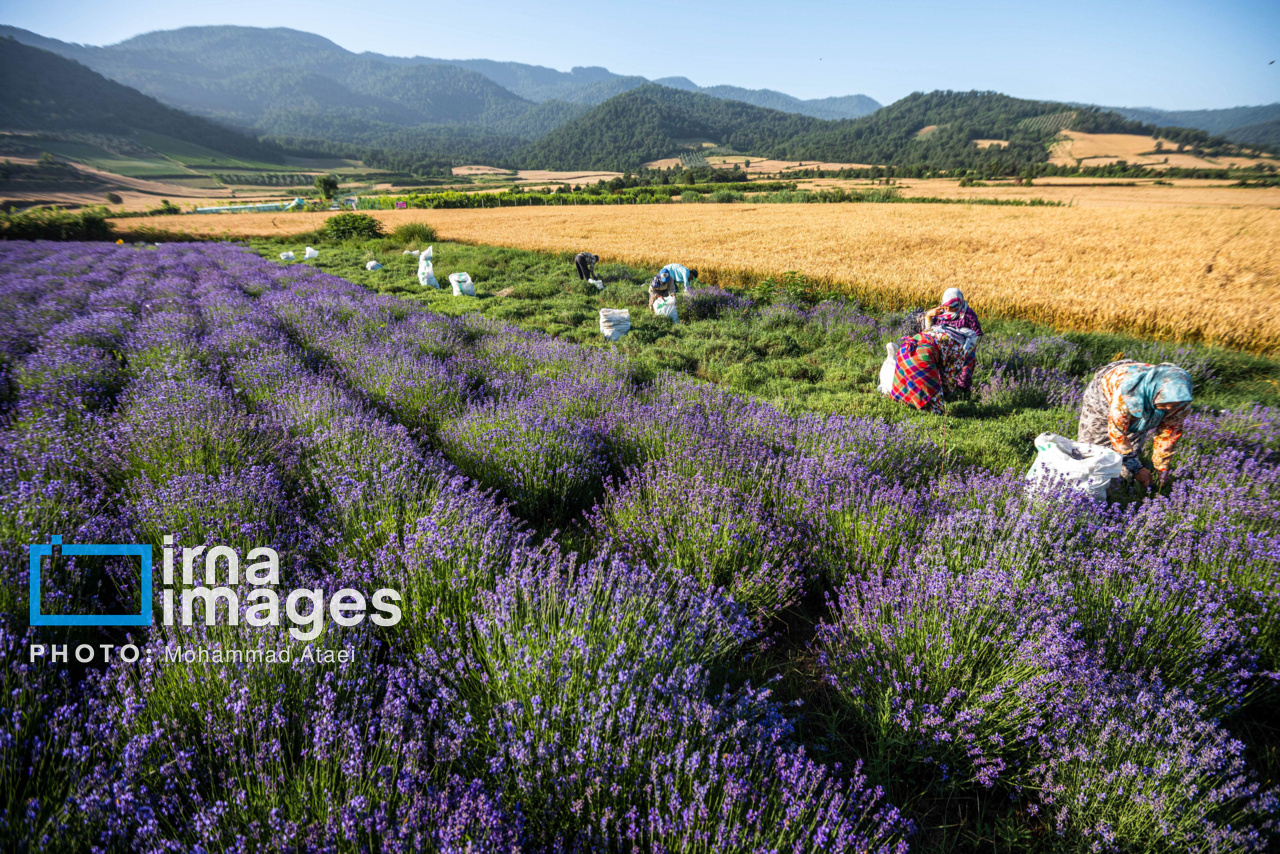 🌿 مزرعه گردشگری «سبزینه»؛ تجربه‌ای آرامش‌بخش از کشاورزی و طبیعت در آزادشهر