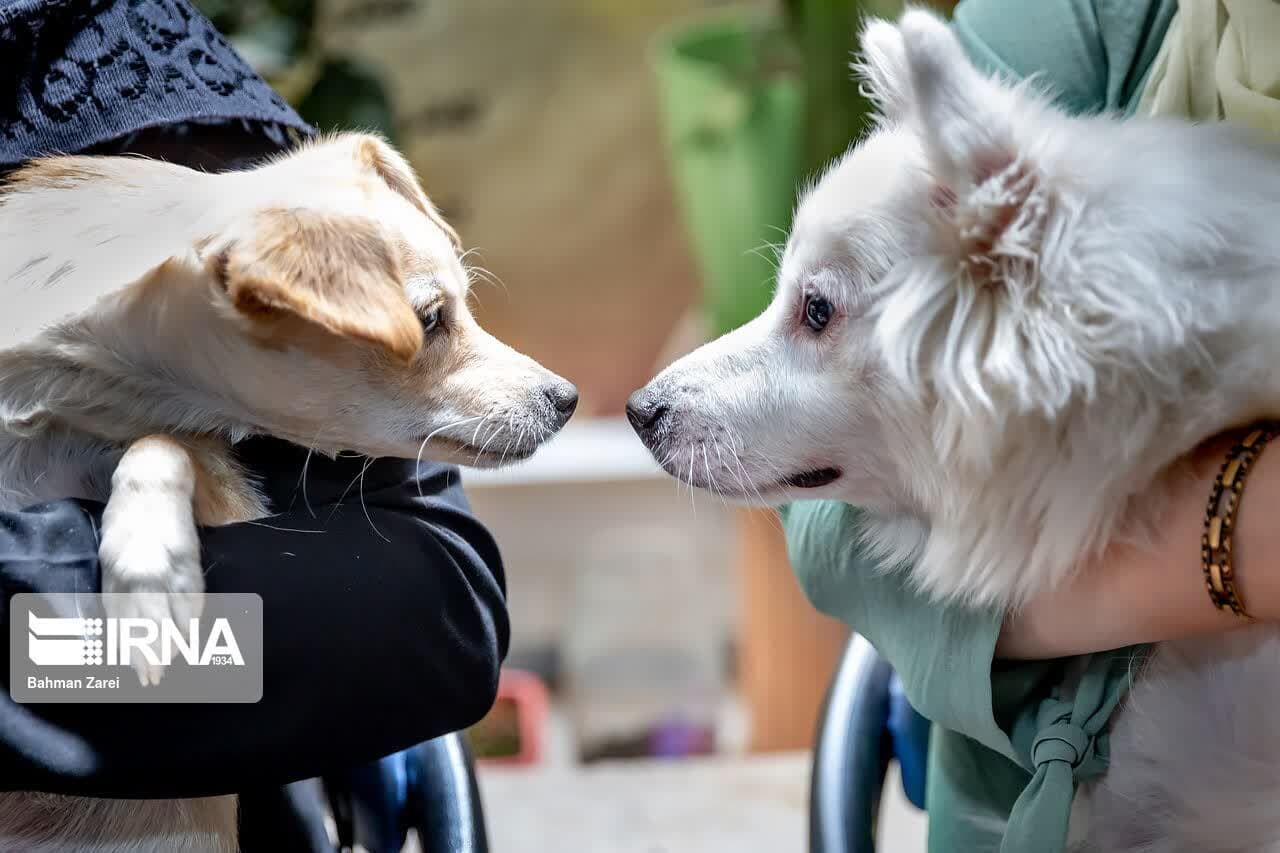 🐶 نگهداری حیوانات خانگی؛ تقلیدی از فرهنگ غلط غربی یا سبک زندگی نوین؟