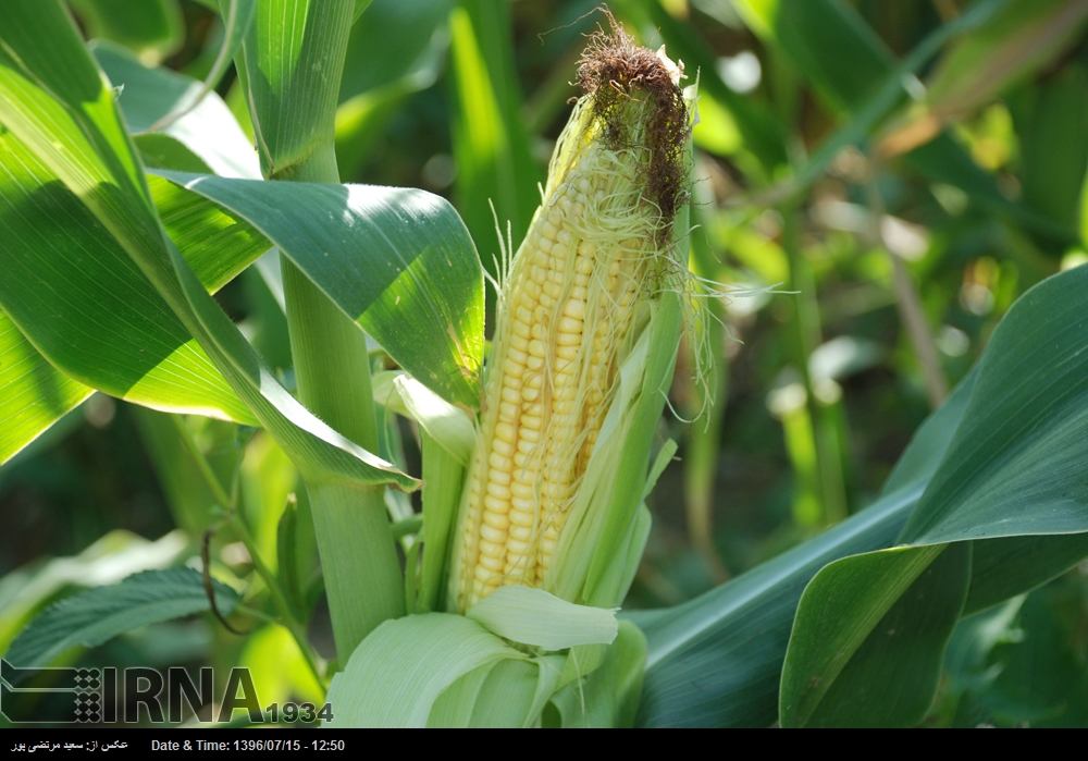 ✅ هشدار جدی درباره کشت با فاضلاب در شرق شیراز؛ سلامت عمومی در خطر است