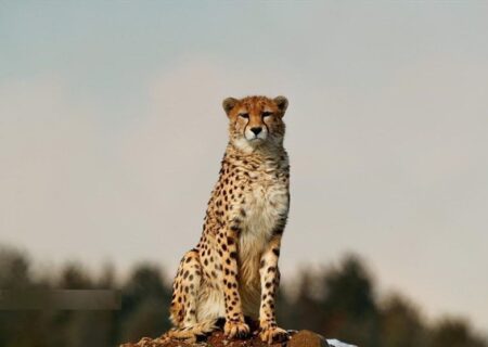 ثبت حضور توله‌یوز نسل سوم یوز آسیایی در توران/ هرب پیام‌آور زندگی شد