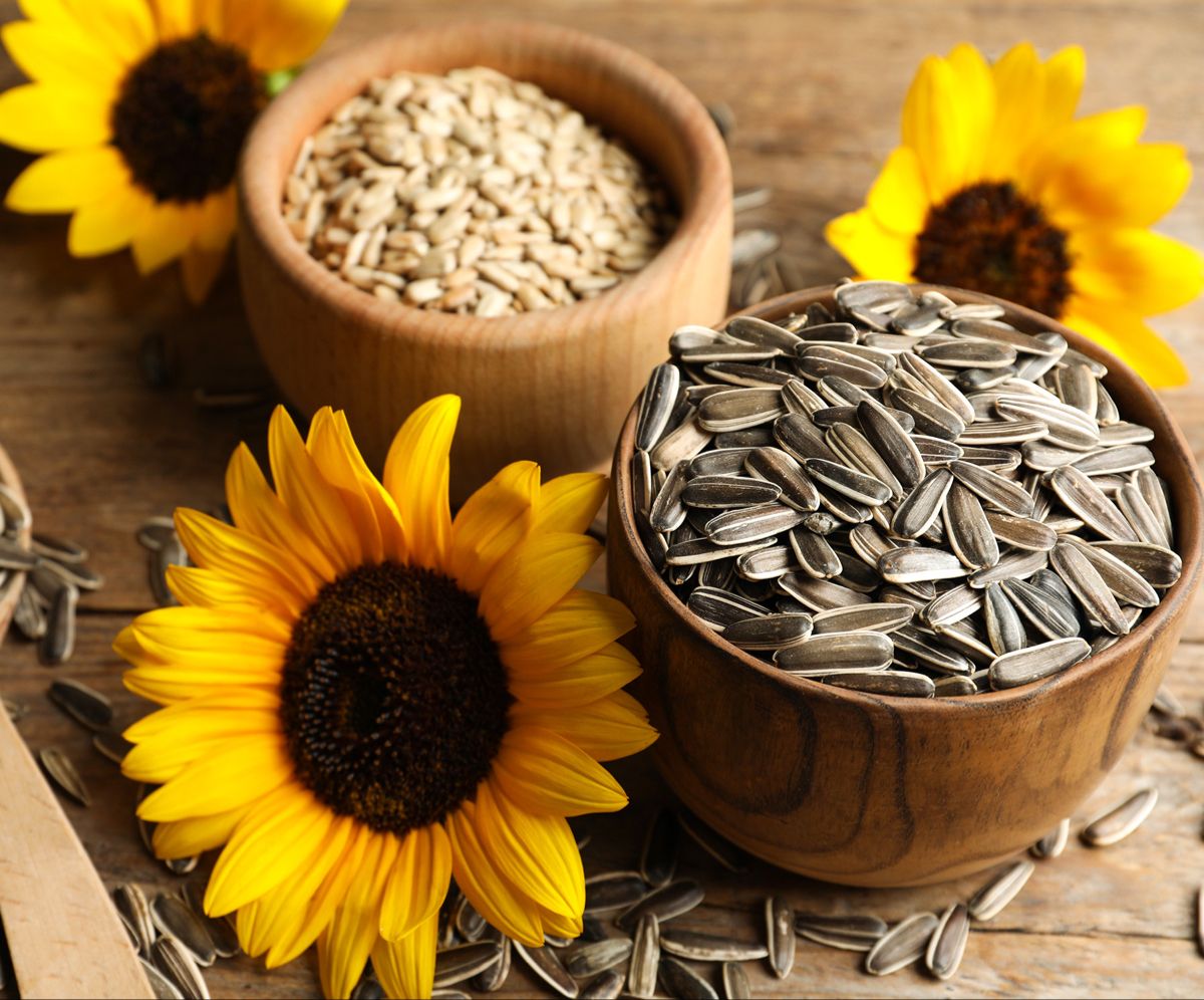 انواع تخمه در ایران؛ بررسی محبوبترین تخمهها و خواص آنها 🌻