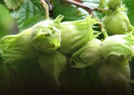 آغاز برداشت فندق از باغات قزوین؛ پیش‌بینی برداشت ۲۸۰۰ تن محصول