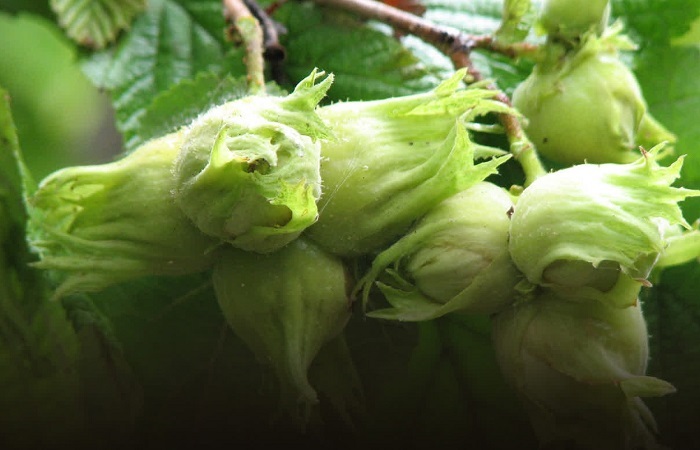 آغاز برداشت فندق از باغات قزوین؛ پیشبینی برداشت ۲۸۰۰ تن محصول