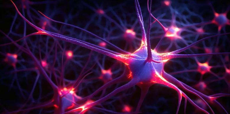 مکانیزم شکلگیری نورونهای بویایی کشف شد