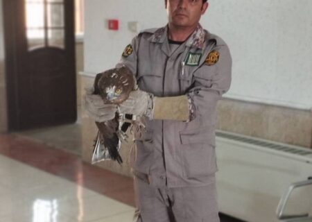 نجات عقاب آسیب‌دیده در ارومیه