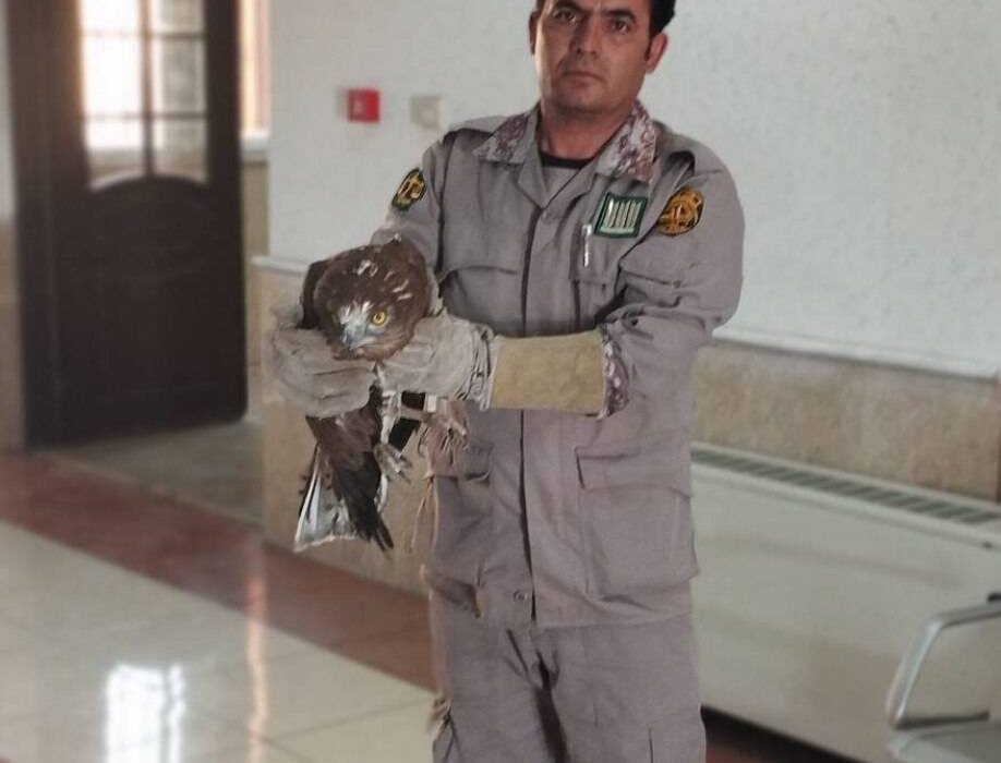 نجات عقاب آسیبدیده در ارومیه