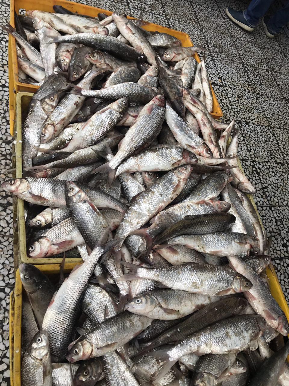 🐟 بهترین ماهیهای ایران؛ راهنمای کامل انواع ماهی