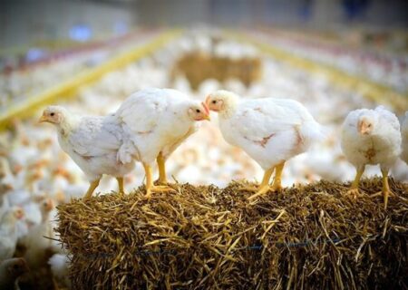 مازندران: مرکز ثقل تولید گوشت، لبنیات و تخم‌مرغ ایران – فرصتی برای سرمایه‌گذاری در قلب سبز شمال