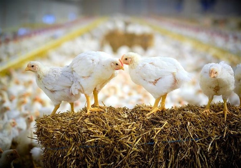 مازندران: مرکز ثقل تولید گوشت، لبنیات و تخممرغ ایران – فرصتی برای سرمایهگذاری در قلب سبز شمال