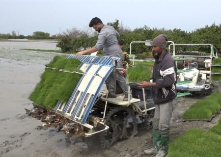نماینده بابل: واکنش تند به تکرار ادعاهای کمبود برنج و توضیح واقعیت بازار