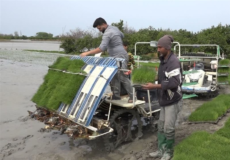 نماینده بابل: واکنش تند به تکرار ادعاهای کمبود برنج و توضیح واقعیت بازار