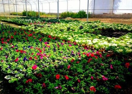 شهرک گلخانه‌ای 43 هکتاری در بروجرد: انقلاب کشاورزی مدرن در لرستان