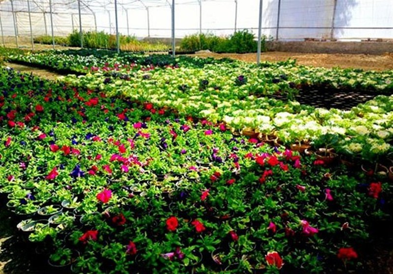شهرک گلخانه‌ای 43 هکتاری در بروجرد: انقلاب کشاورزی مدرن در لرستان