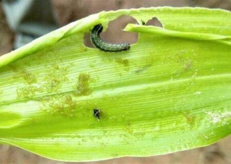 کرم برگ‌خوار به ۲۲۵ هکتار از مزارع لرستان حمله کرد؛ مبارزه با آفت آغاز شد