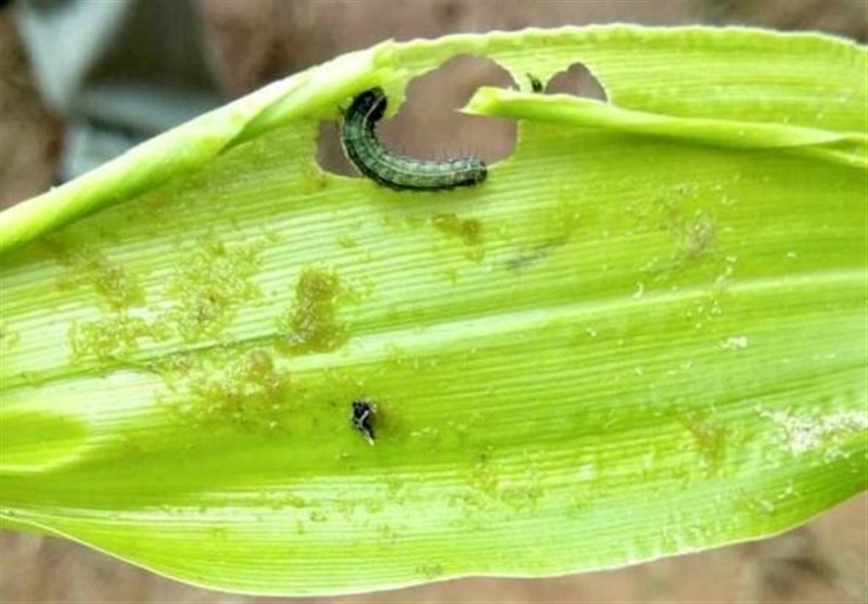 کرم برگخوار به ۲۲۵ هکتار از مزارع لرستان حمله کرد؛ مبارزه با آفت آغاز شد