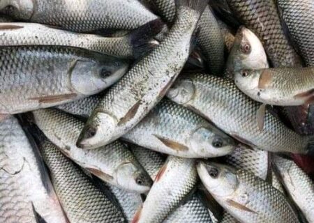 🐟 بهترین ماهی‌های ایران؛ راهنمای کامل انواع ماهی