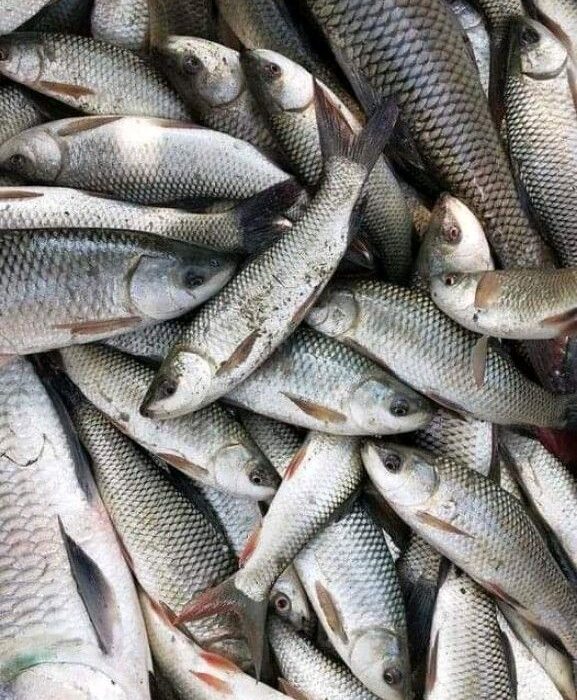 🐟 بهترین ماهیهای ایران؛ راهنمای کامل انواع ماهی