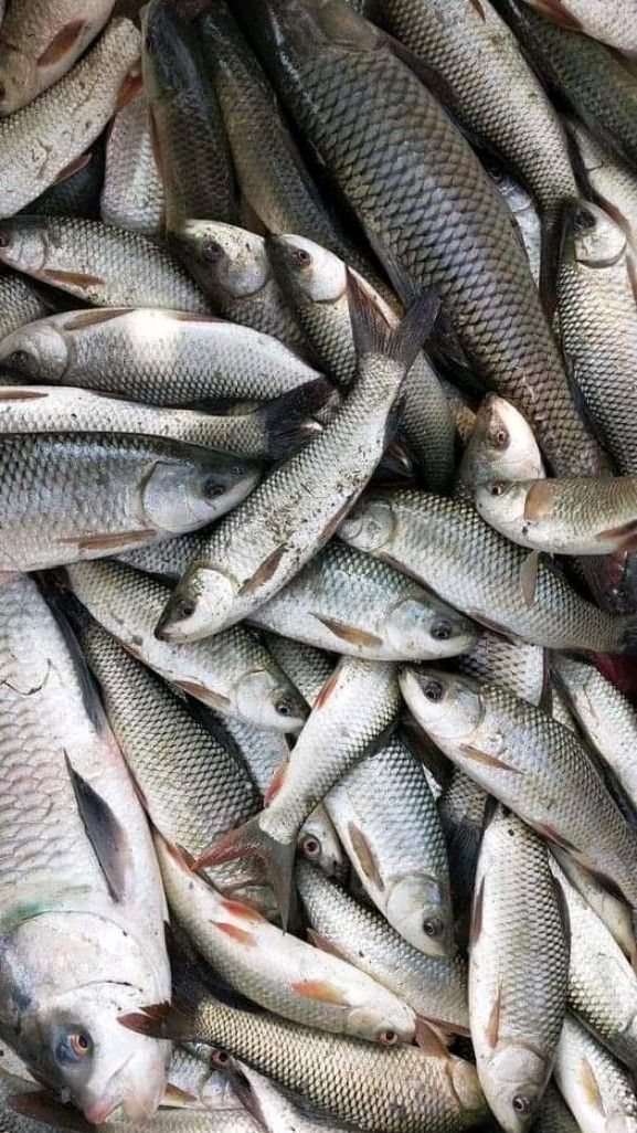 🐟 بهترین ماهیهای ایران؛ راهنمای کامل انواع ماهی