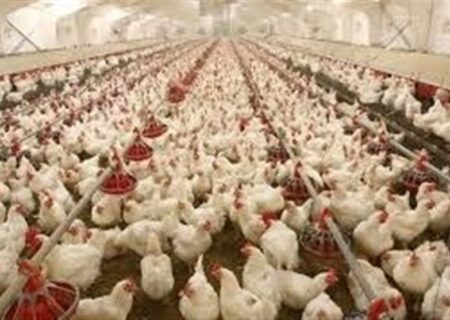 استان مرکزی: تزریق 101 میلیون دوز واکسن برای پیشگیری از بیماری‌های طیور، گامی مهم در بهداشت دام