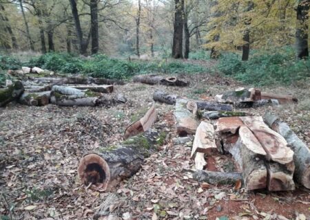 سرنوشت سیاه جنگل‌های سبز گلستان: زخم عمیق قاچاقچیان بر قلب هیرکانی