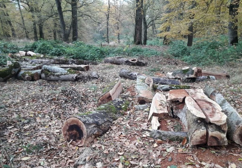 سرنوشت سیاه جنگلهای سبز گلستان: زخم عمیق قاچاقچیان بر قلب هیرکانی