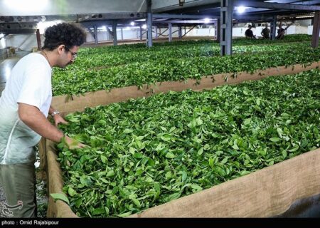 صادرات چای ایران با رشد 56 درصدی همراه شد؛ رونق بی‌سابقه بازار جهانی چای