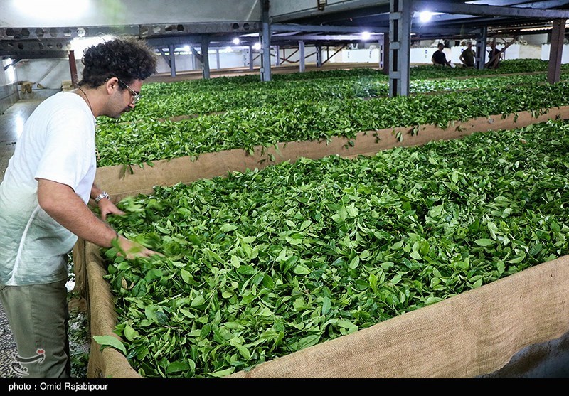 صادرات چای ایران با رشد 56 درصدی همراه شد؛ رونق بیسابقه بازار جهانی چای