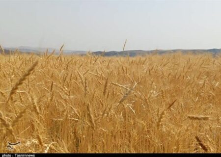 اصفهان به رکورد 74 هزار تن در خرید تضمینی گندم رسید؛ 73 درصد از مطالبات کشاورزان پرداخت شد