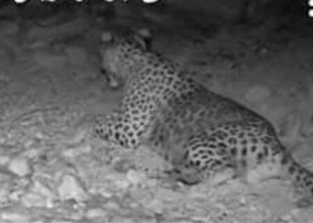 مرگ مشکوک پلنگ ۱.۵ ساله در مازندران با جمجمه شکسته | گزارش ویژه