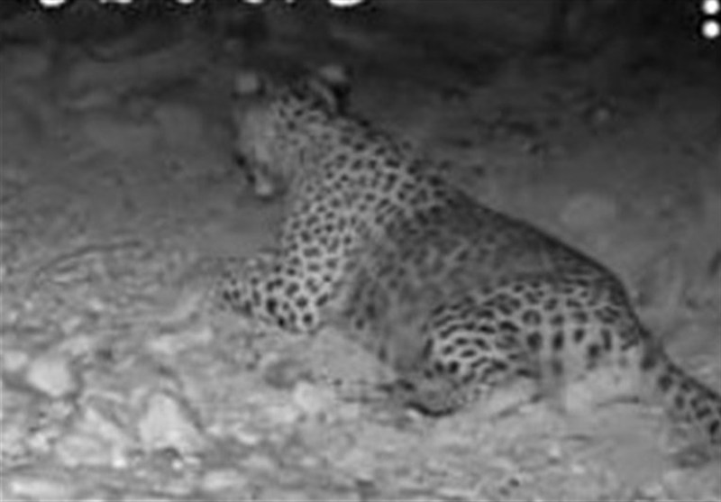 مرگ مشکوک پلنگ ۱.۵ ساله در مازندران با جمجمه شکسته | گزارش ویژه