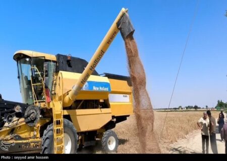 42 درصد سهم میامی در تحویل گندم به مراکز دولتی استان سمنان