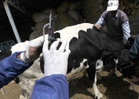 خبر فوری: آغاز واکسیناسیون همگانی دام‌ها علیه تب برفکی در سمنان – کلید حفظ سلامت دام و رونق اقتصادی!