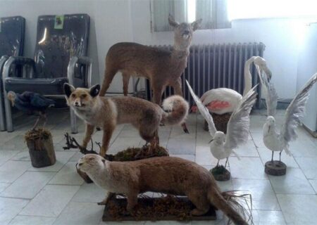 کشف 7 گونه تاکسیدرمی در حین خروج از مرز باشماق؛ پرونده‌ای از قاچاق زیستی