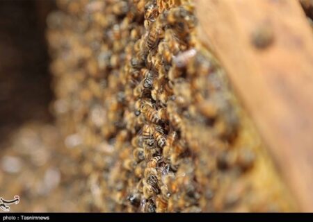 طرح 6 همتی برای تولید محصول جدید زنبور عسل با تامین اعتبار بانکی