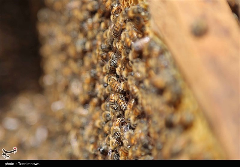 طرح 6 همتی برای تولید محصول جدید زنبور عسل با تامین اعتبار بانکی