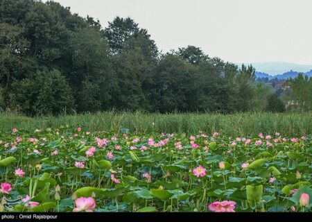 تالاب سوستان گیلان: مناظر بی‌نظیر و زیستگاه پرندگان در شمال ایران