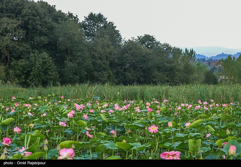 تالاب سوستان گیلان: مناظر بینظیر و زیستگاه پرندگان در شمال ایران