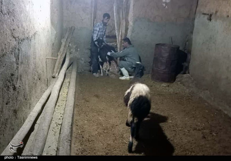 خدمات دامپزشکی رایگان در کیلانه سنندج: سلامت دام، رونق روستا