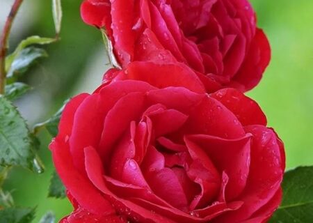 تعبیر خواب گل