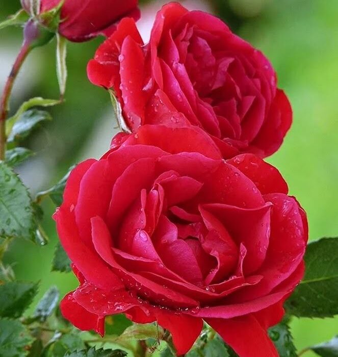 تعبیر خواب گل